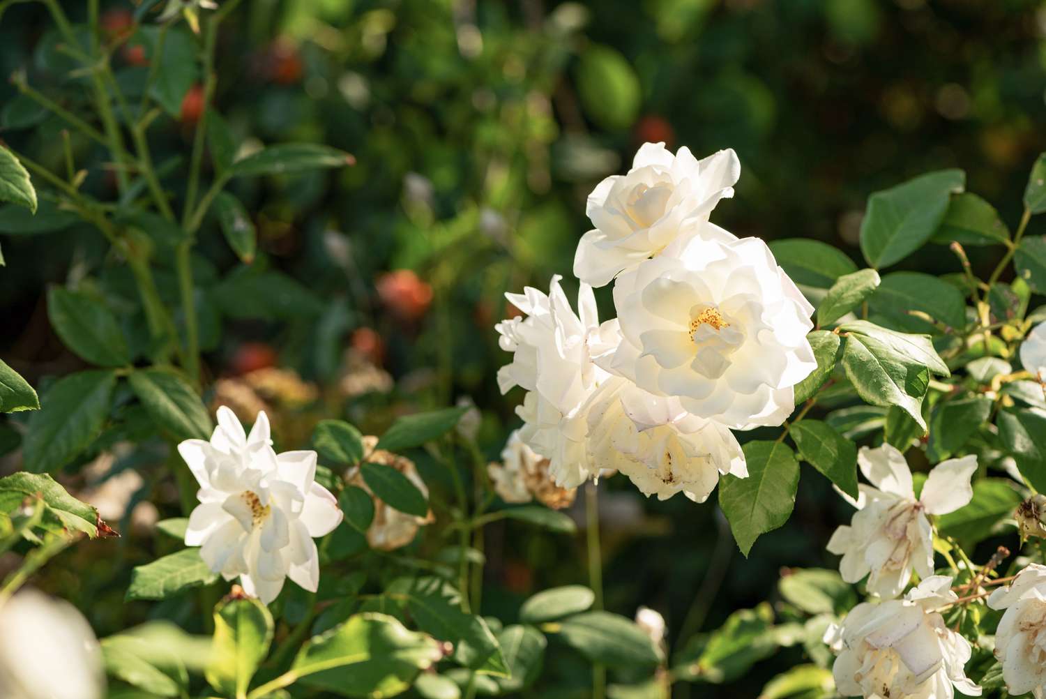 Roseira Cherokee com grandes folhas brancas e sempre verdes à luz do sol