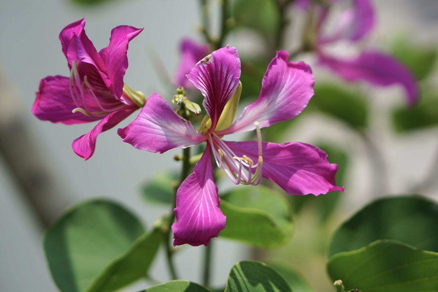 Hongkong-Orchidee mit rosa und weißen Blüten am Stiel in Nahaufnahme