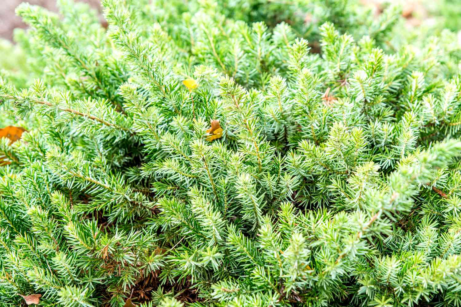 shore juniper