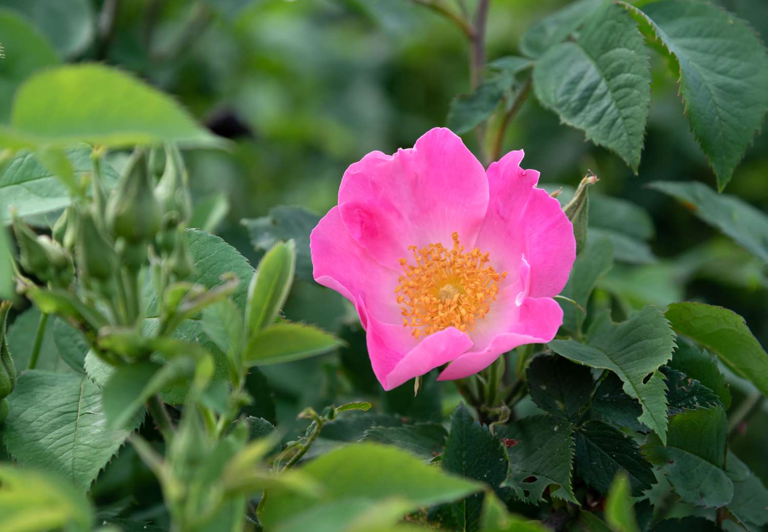 Rugosa-Rosenblüte mit hellen Blütenblättern und gelben Staubgefäßen