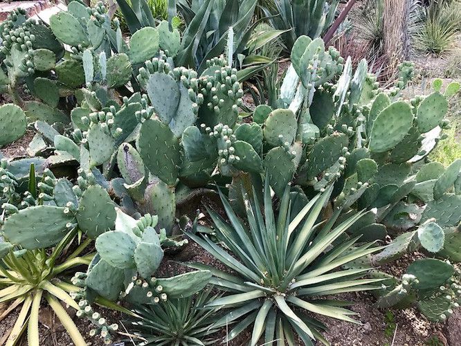 Cactos variados e plantas de mandioca