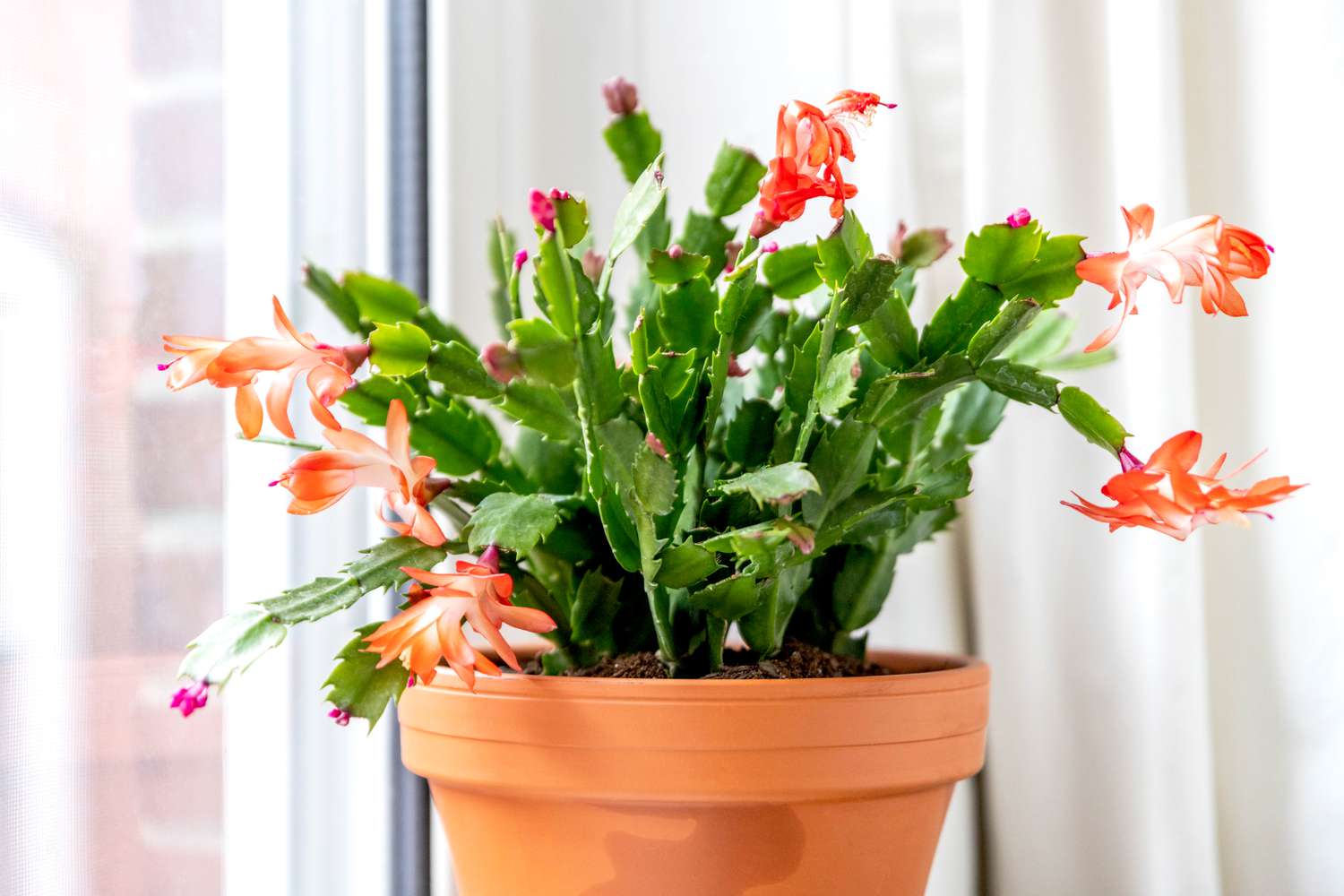 Thanksgiving-Kaktuspflanze mit orangefarbenen Blüten und rosa Knospen am Fenster