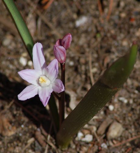 Chionodoxa, un bulbo con flores rosas