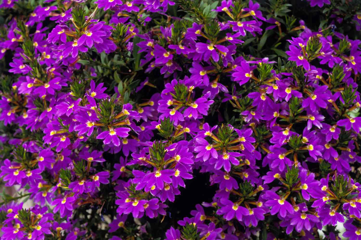 Scaevola 'Purple Fanfare'