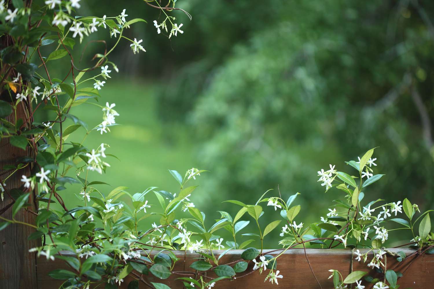 Confederate jasmine vines