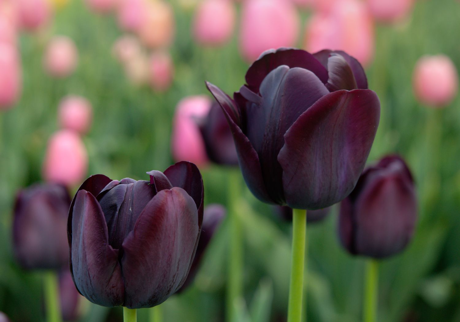 Rainha das tulipas noturnas com flores pretas em closeup