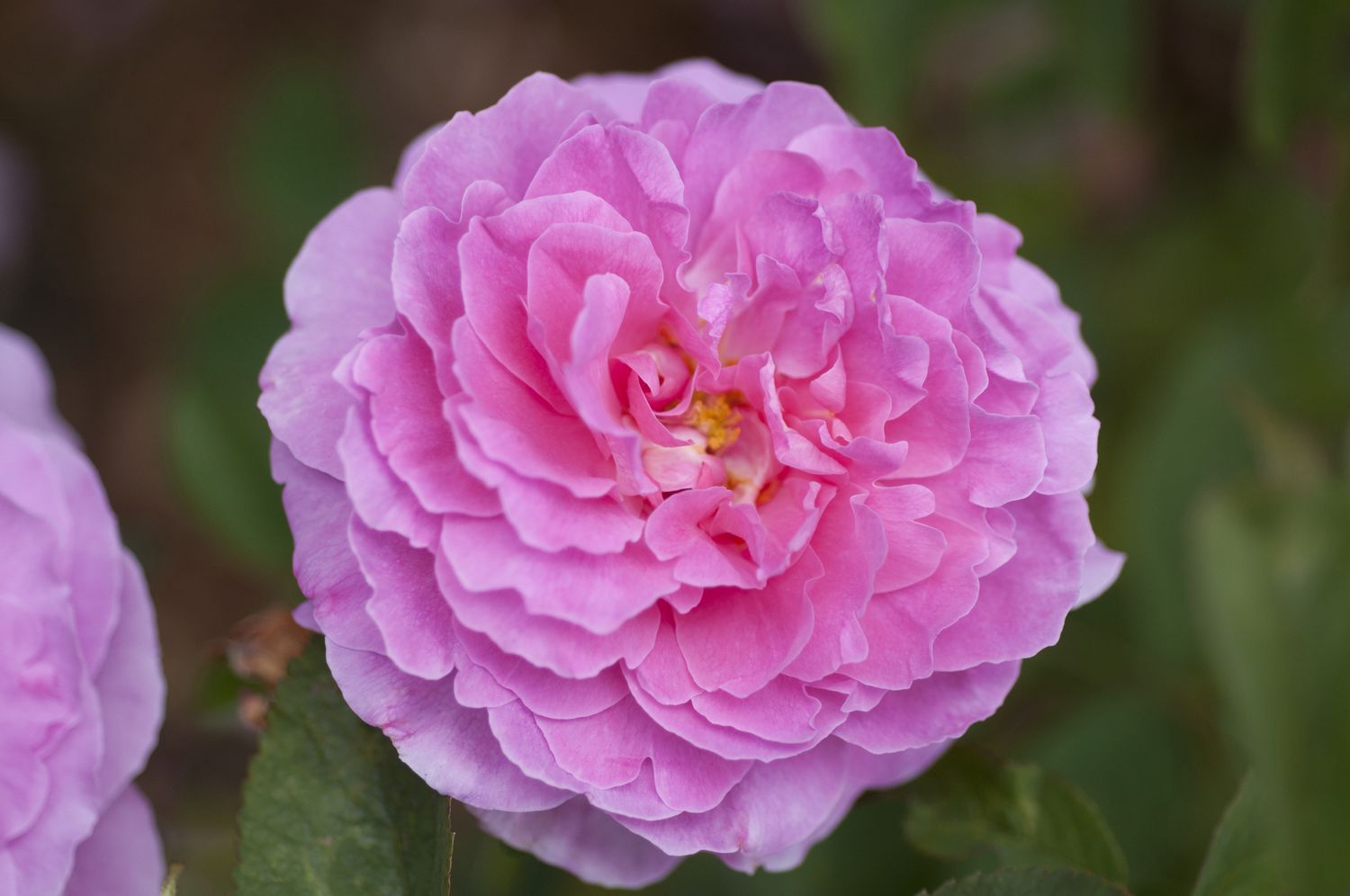 Rosa inglesa Mayflower