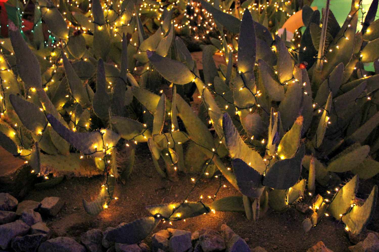 Cacti illuminated with string lights