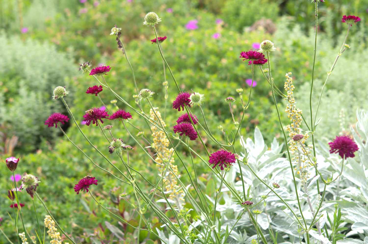 Knautia plant blooming with magenta flowers in garden