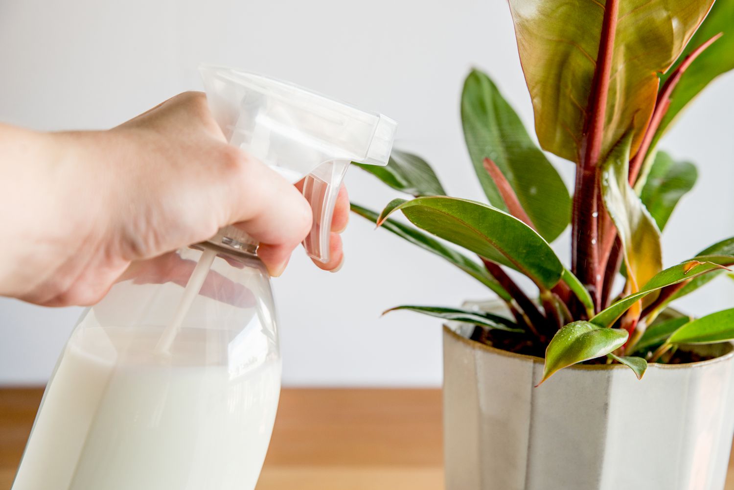 pulverizando leite em spray em uma planta