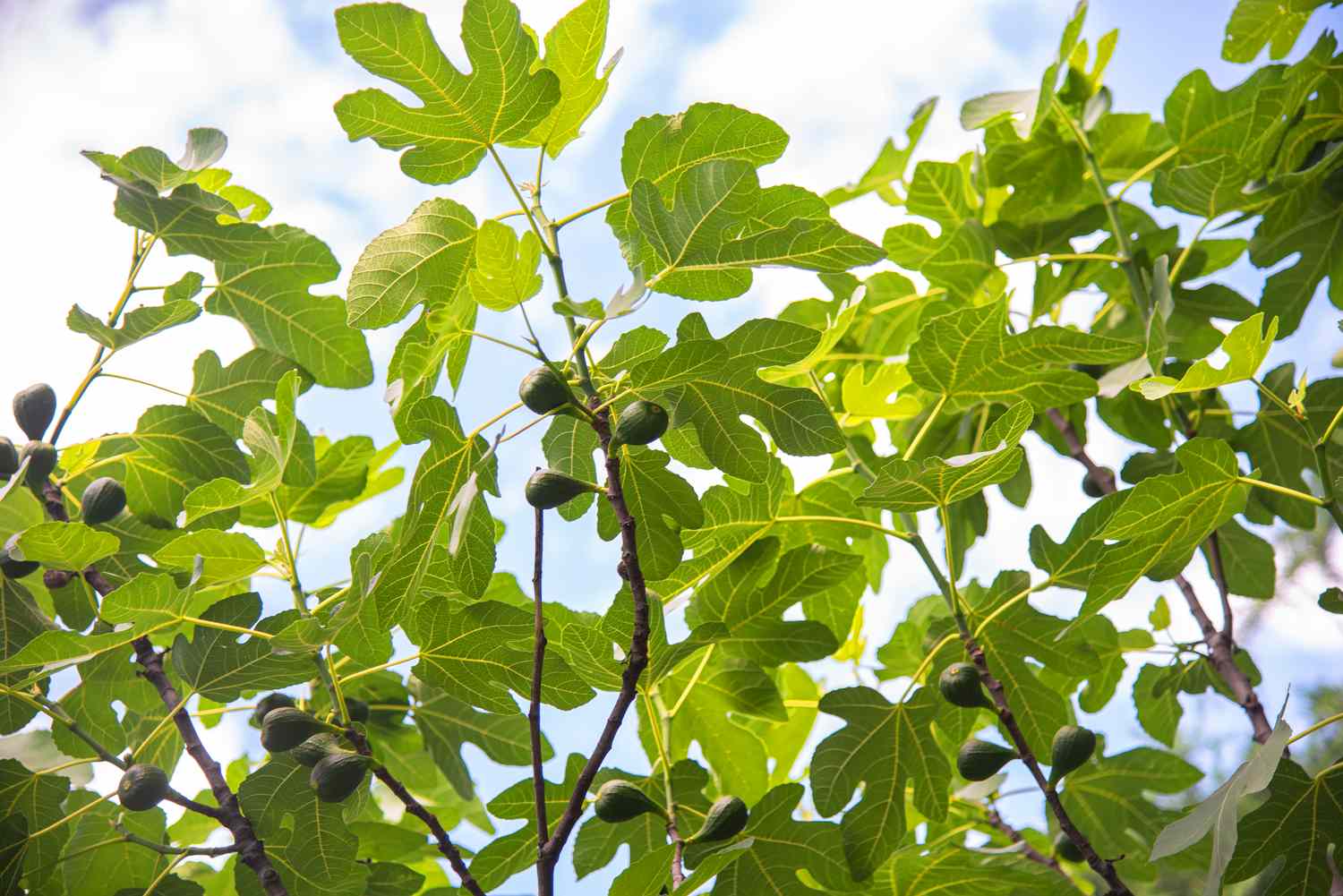 Bio-Feigenbaum mit großen gelappten Blättern an dünnen Stämmen und kleinen hängenden Feigen