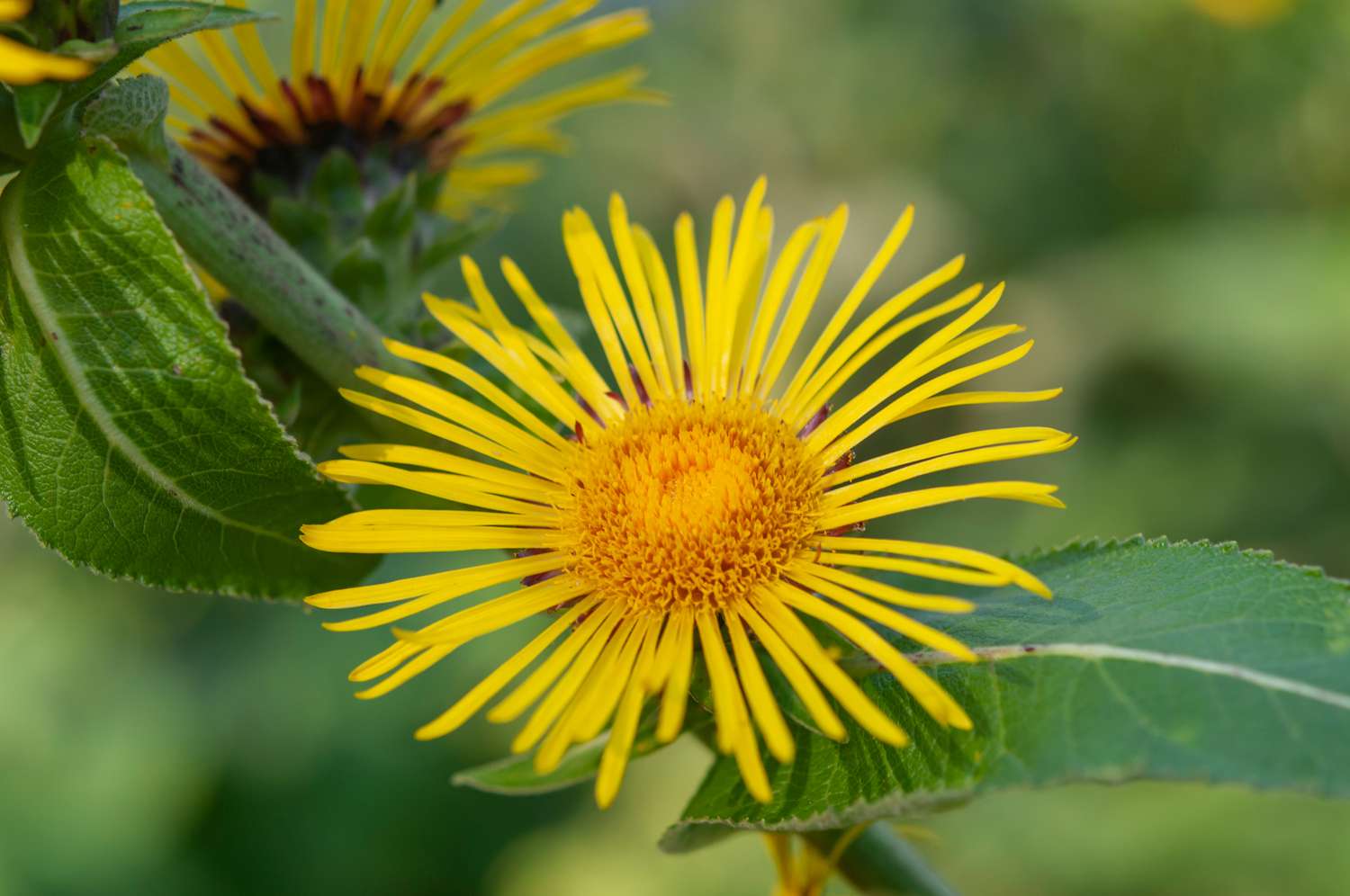 elecampane blume