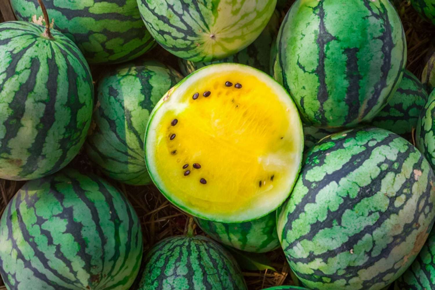 Gelbe Wassermelonen übereinander gestapelt mit einer angeschnittenen Wassermelone in der Mitte