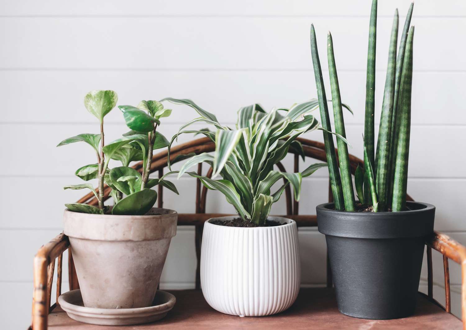 Plantes vertes d'intérieur sur pied en bois.