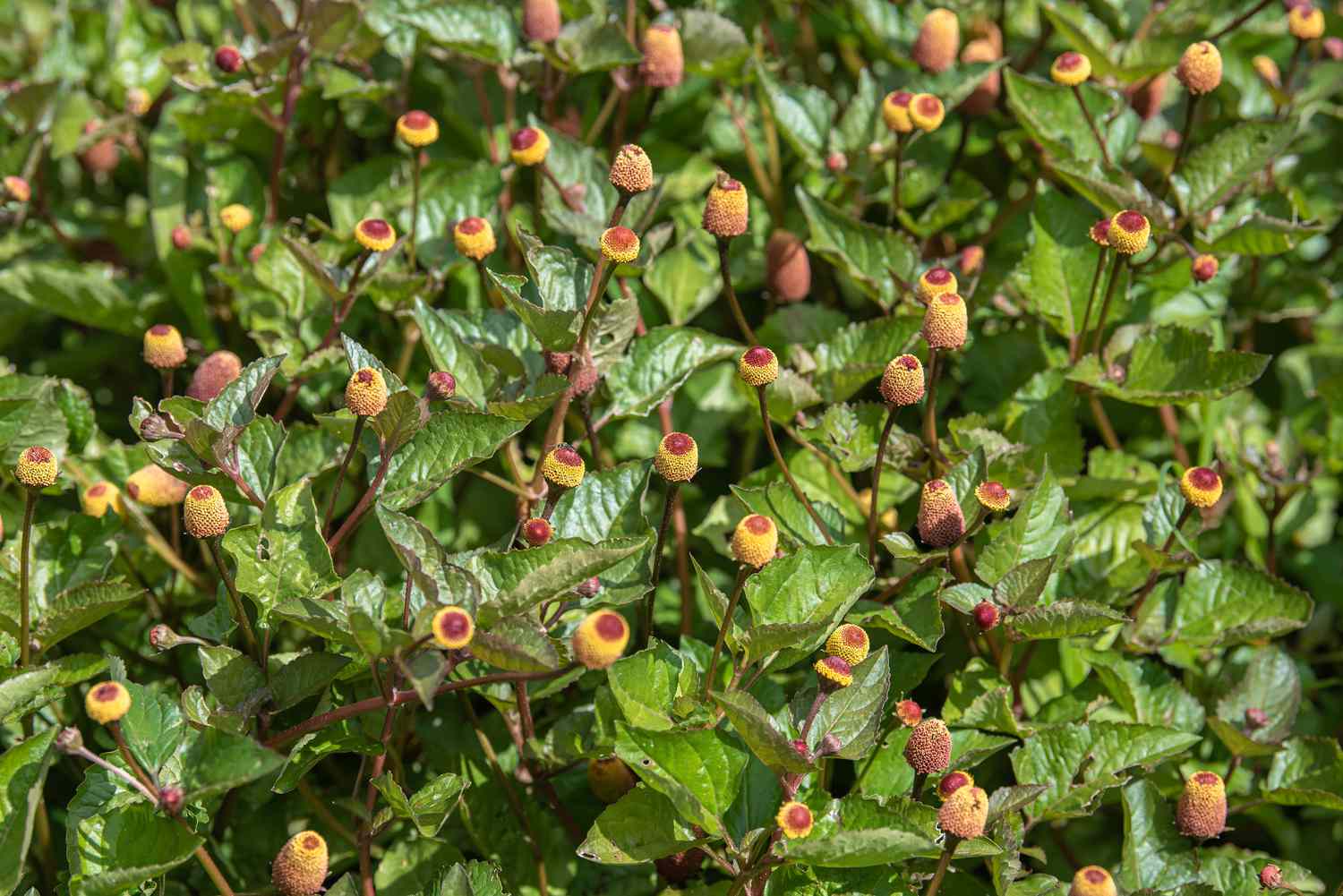 Augapfelpflanze Blüten auf Stängel umgeben von wachsgrünen Blättern