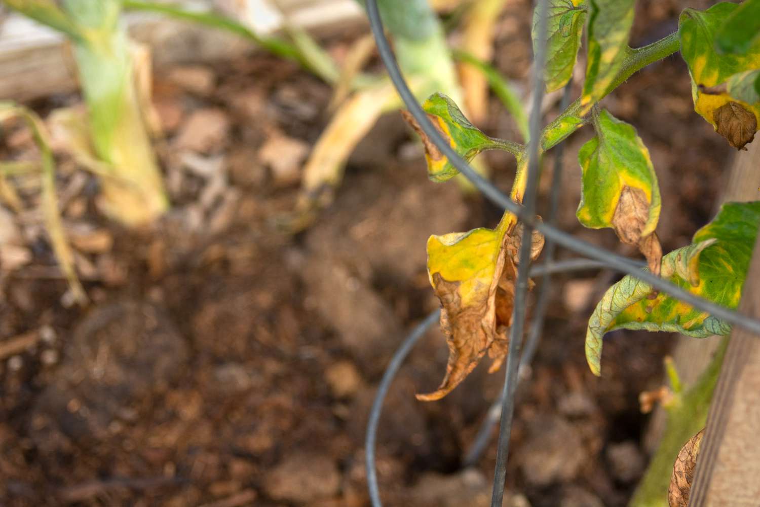 Tomatenblätter mit Krankheit im Metallturm