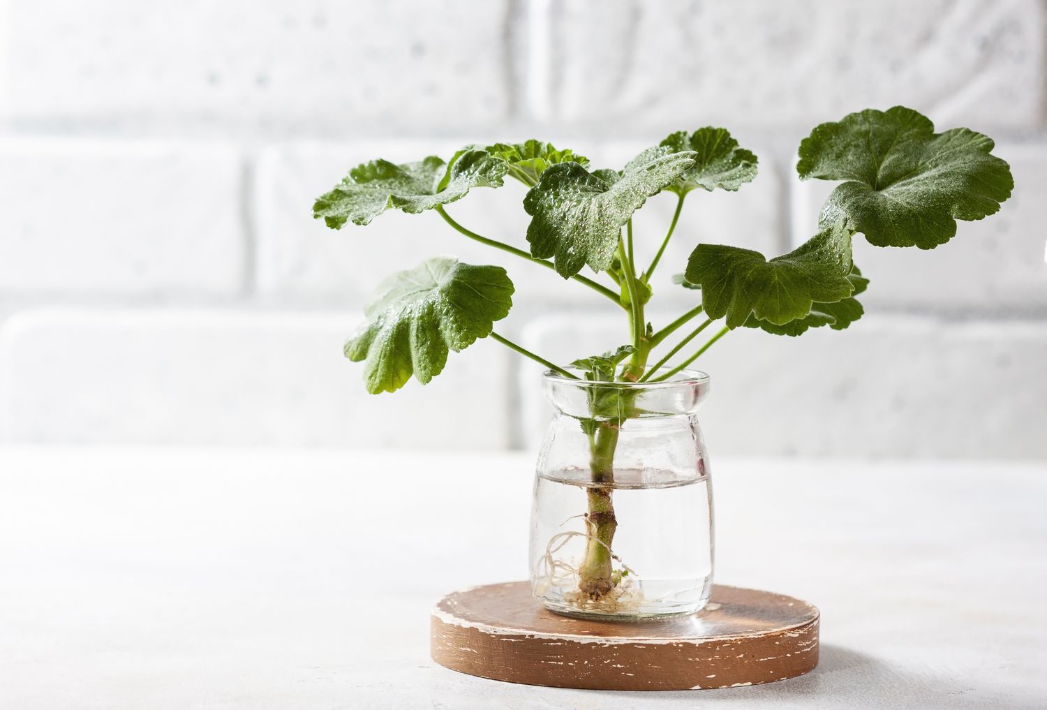 esquejes de plantas enraizando en agua