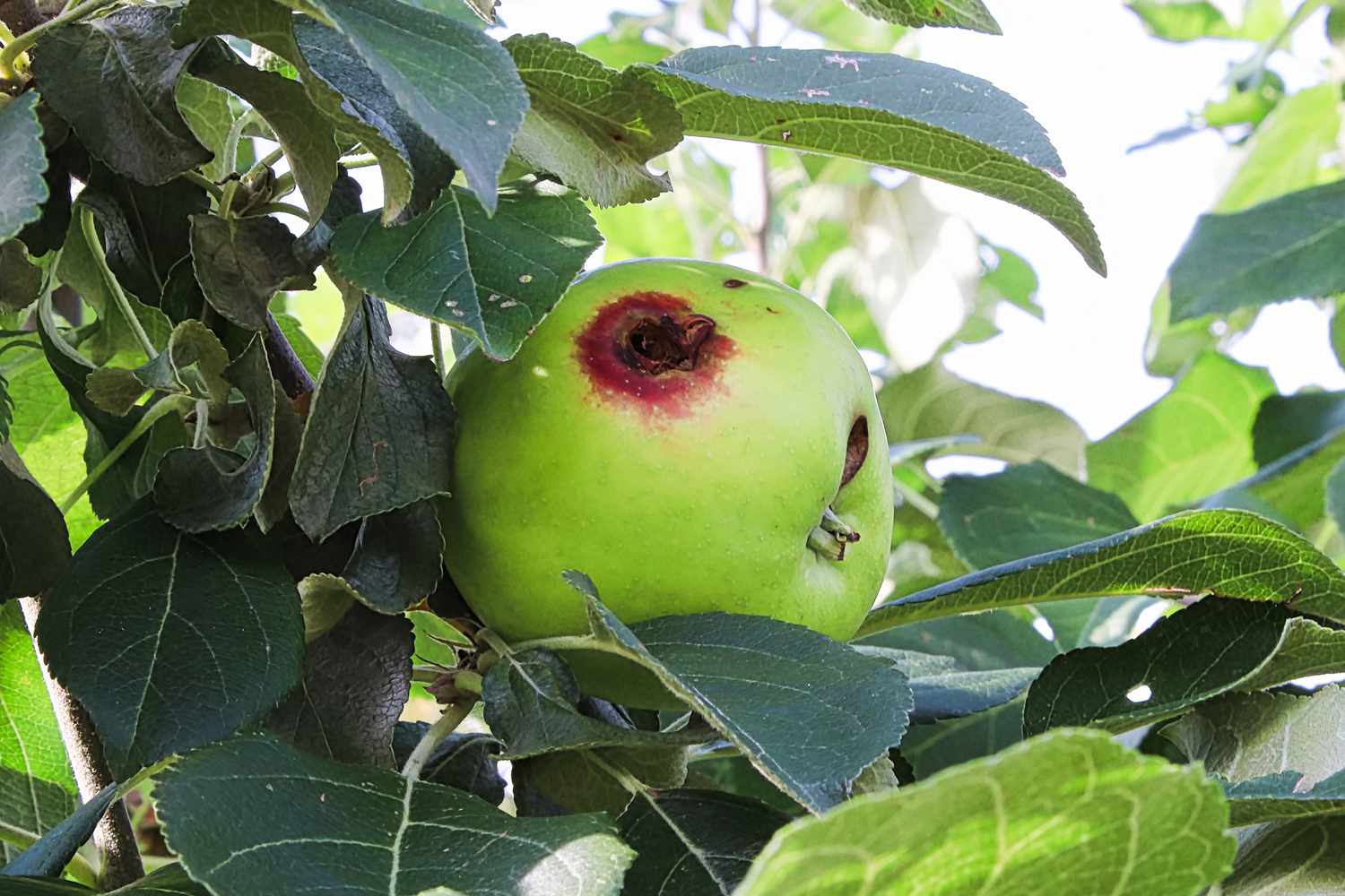 Un agujero en una manzana causado por una polilla de la manzana