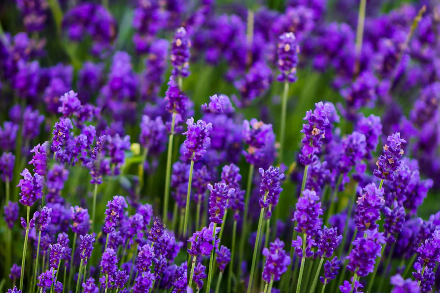 lavendel