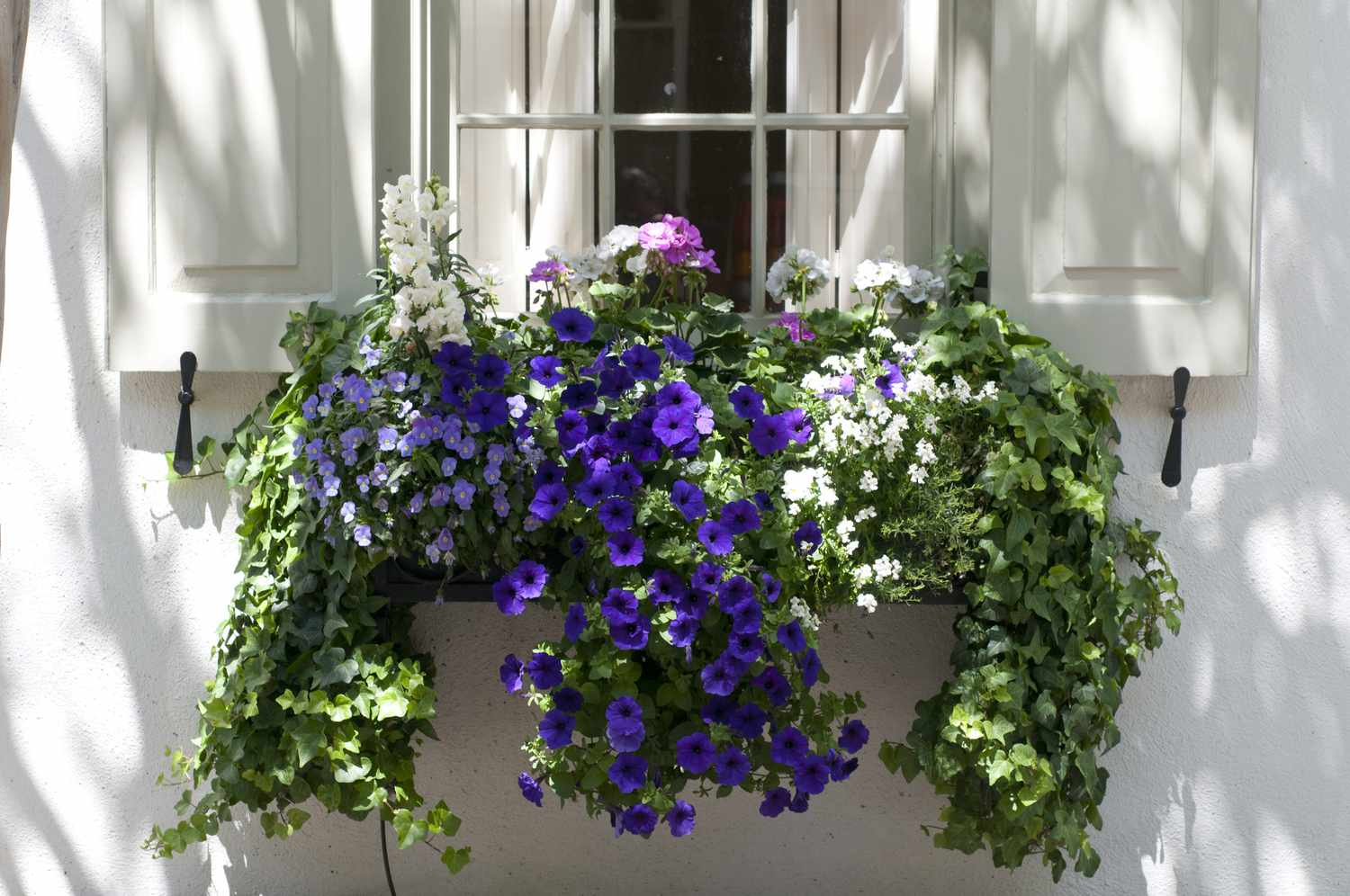 Jardinera con cordyline, viola, helecho cola de zorro, petunia y hiedra