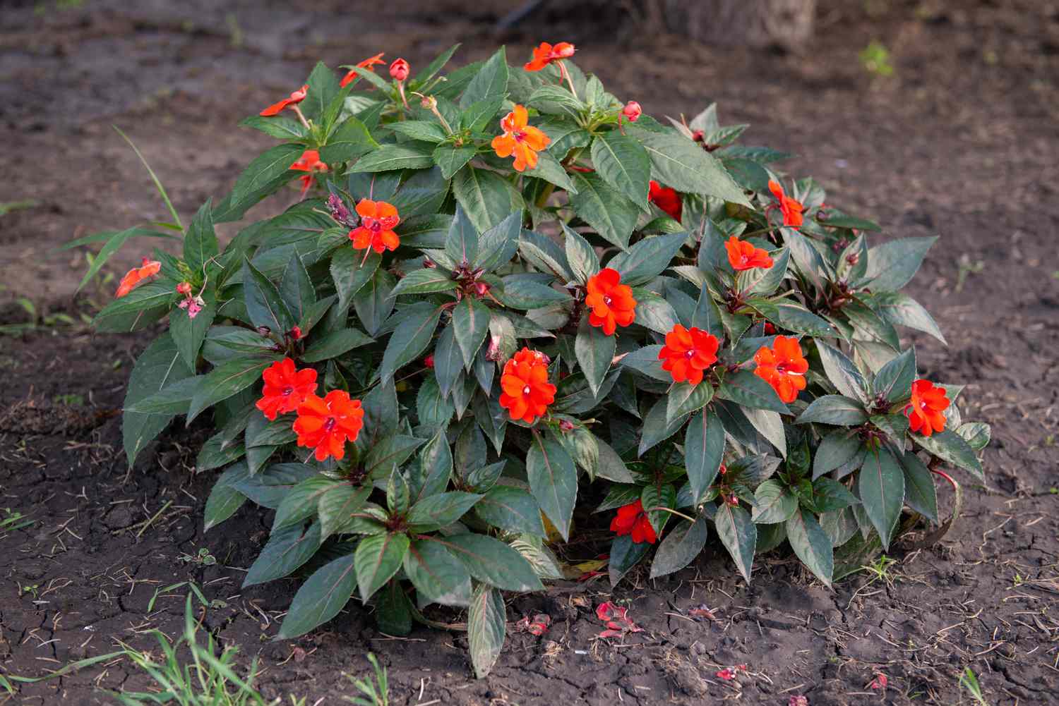 Buisson de SunPatiens avec des fleurs rouge vif et des feuilles vert foncé au milieu du sol