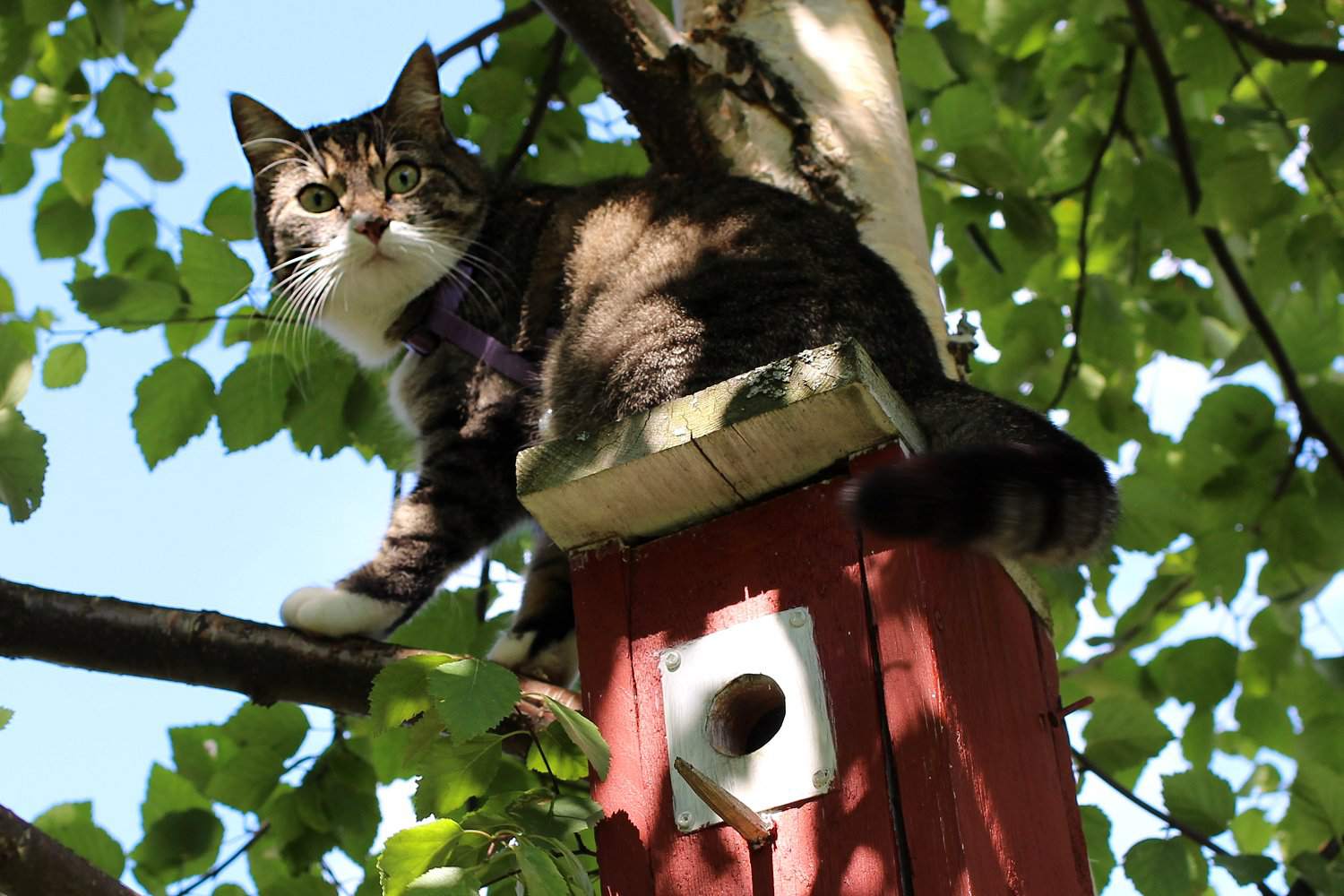 Katze auf einem Vogelhaus