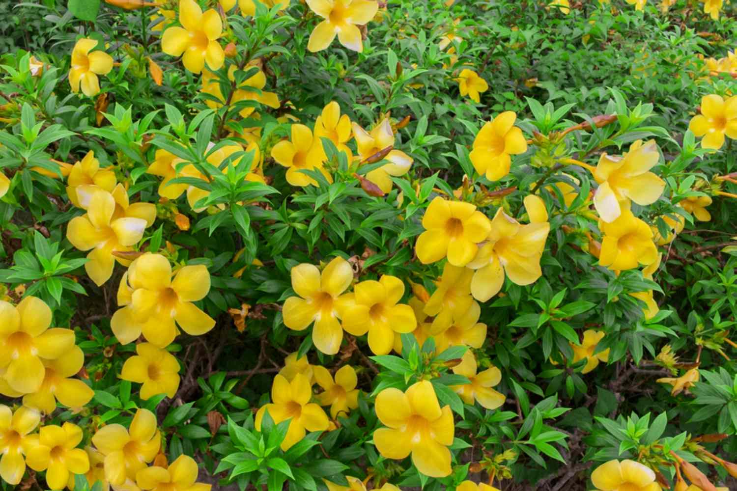 Allamanda arbusto trompeta con flores amarillas mantecosas rodeadas de hojas brillantes