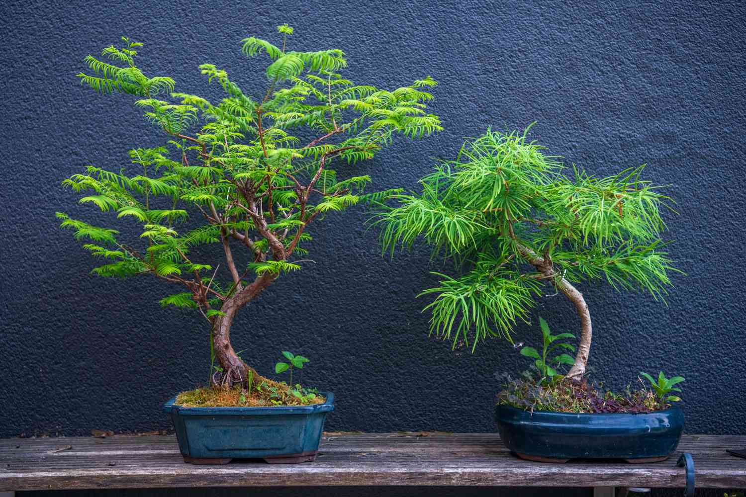 Duas árvores bonsai em uma superfície de madeira com um fundo cinza escuro