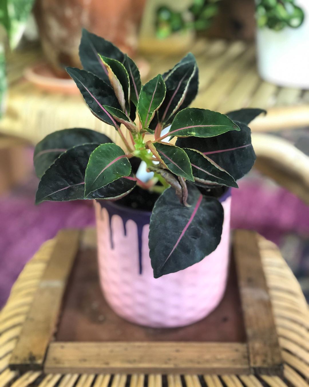 Pflanze im rosa Topf