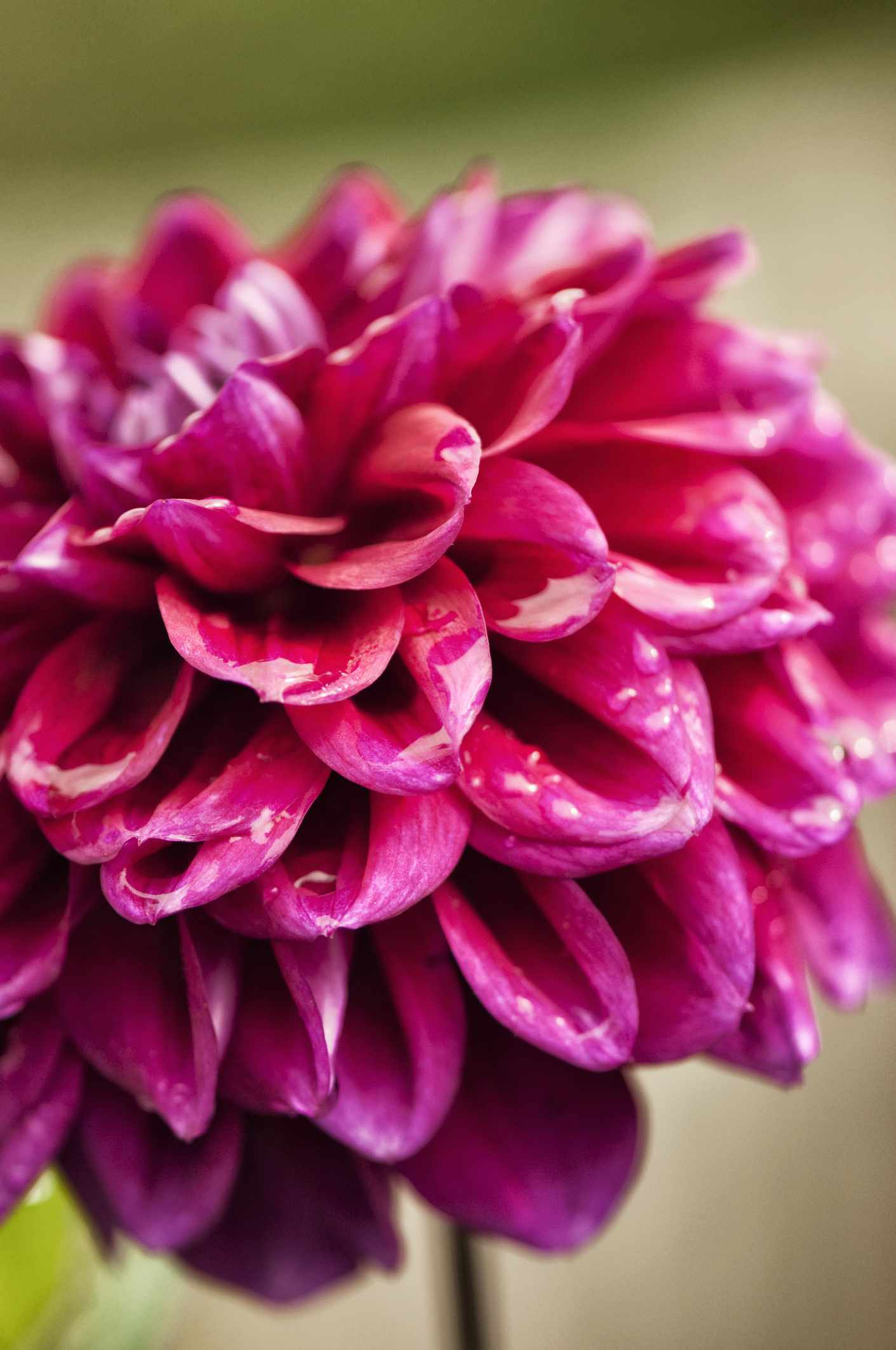 Boogie Nites Dahlia