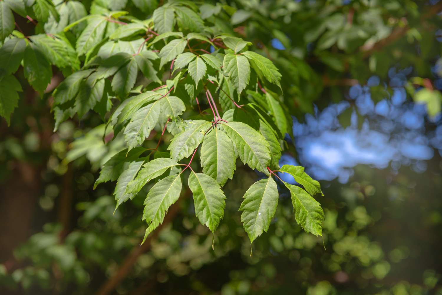 Weinblatt-Ahornbaumzweig mit dreiblättrigen Blättern an roten Stämmen