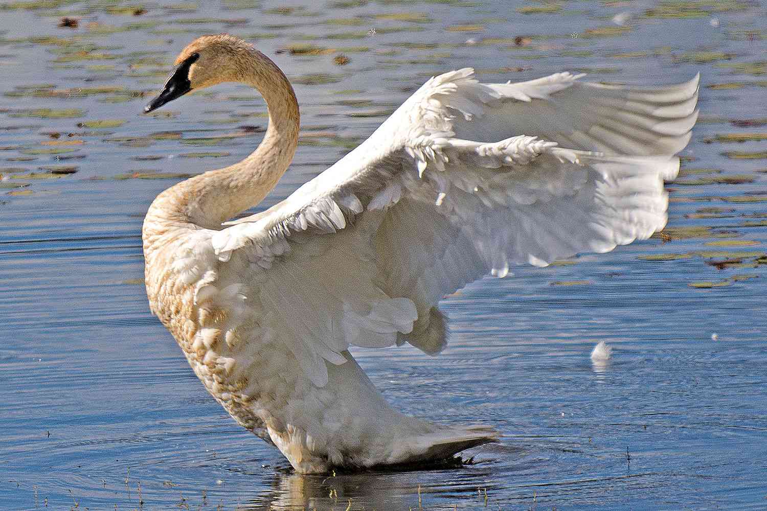 Cisne trompetero