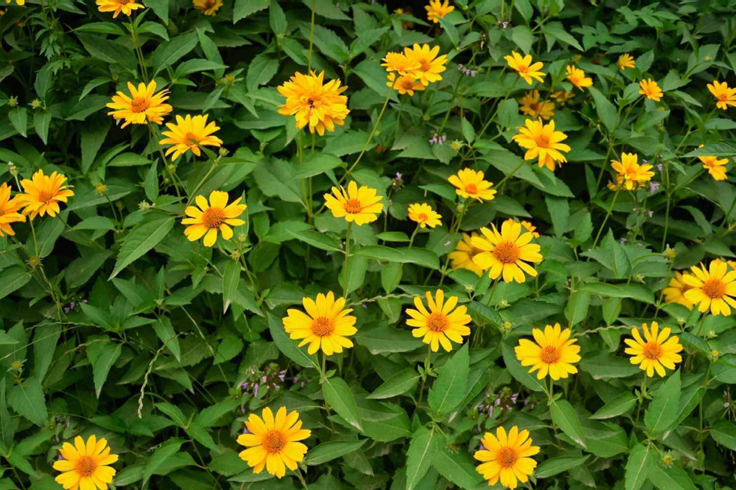 Gelbe Blüten in der Mitte von pfeilartigen Blättern, die aus Samen gepflanzt wurden