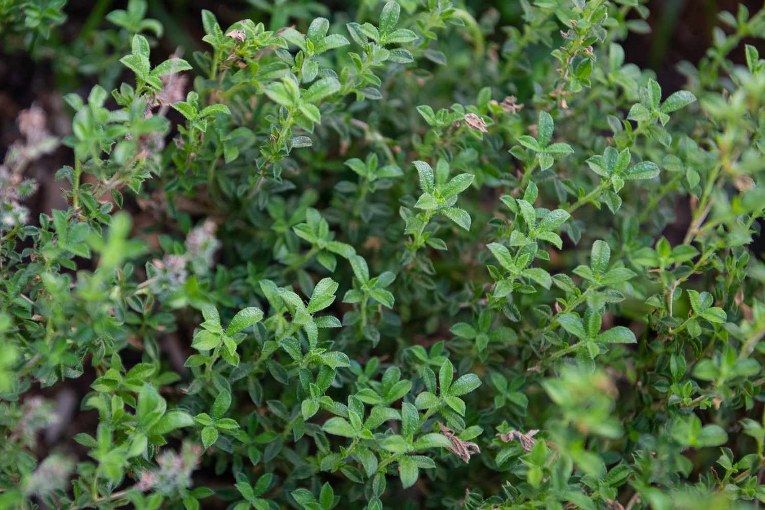 Sommerbohnenkrautpflanze mit schmalen grünen Blättern in Großaufnahme
