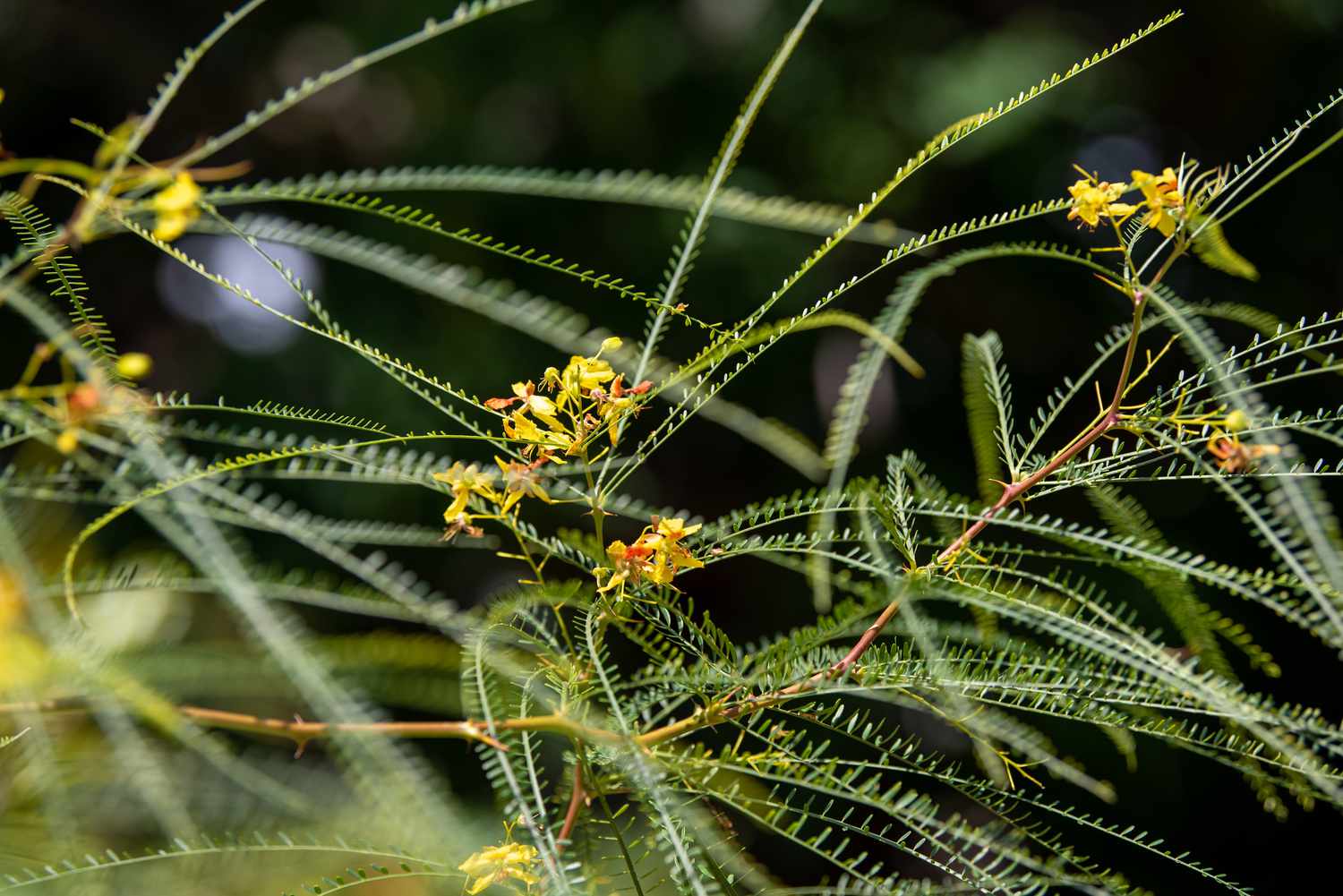 Palo verde tree with thin feather-like branches and small yellow flowers closeup