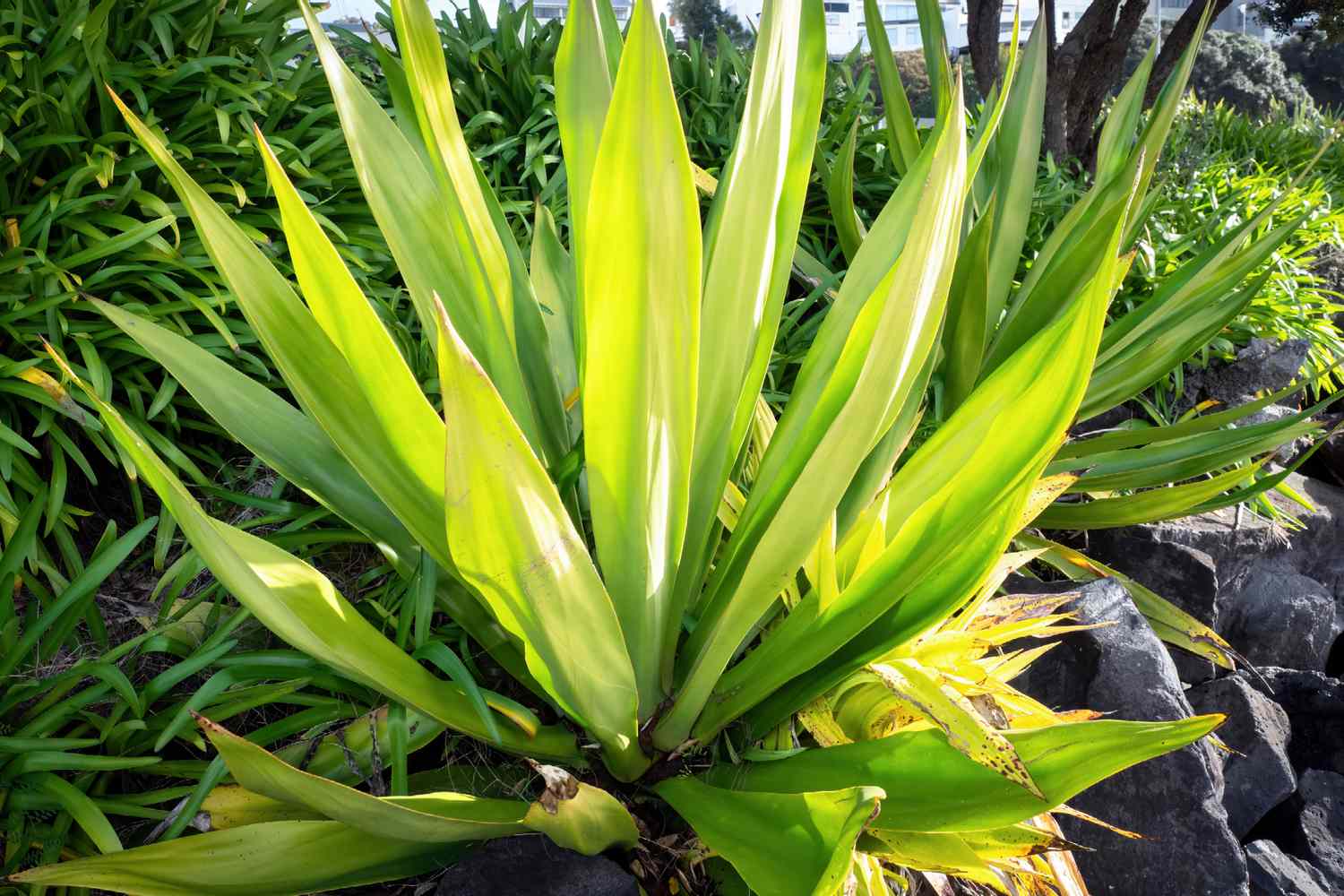 Planta de cânhamo das Ilhas Maurício com folhas longas em forma de espada