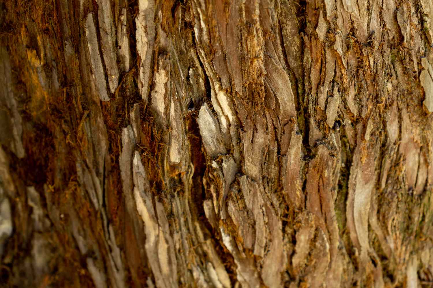 Tronc de séquoia côtier avec rainures closeup