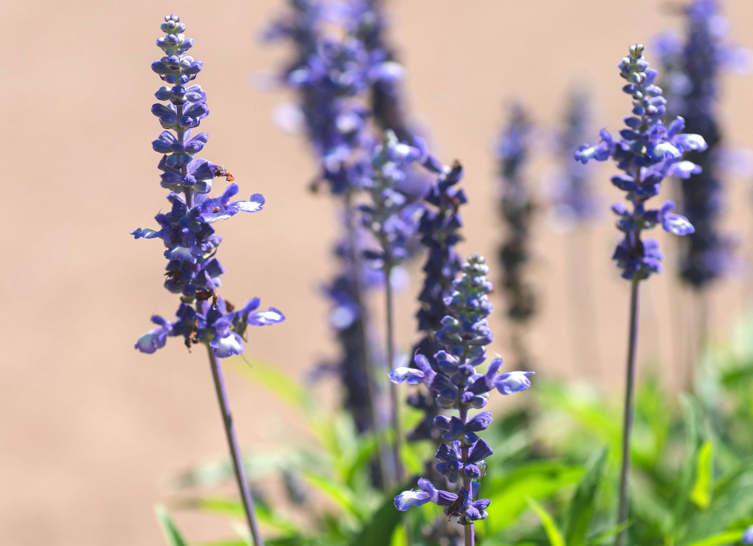 Victoria blue salvia mit violetten Blüten an dünnen Stielen in Nahaufnahme 