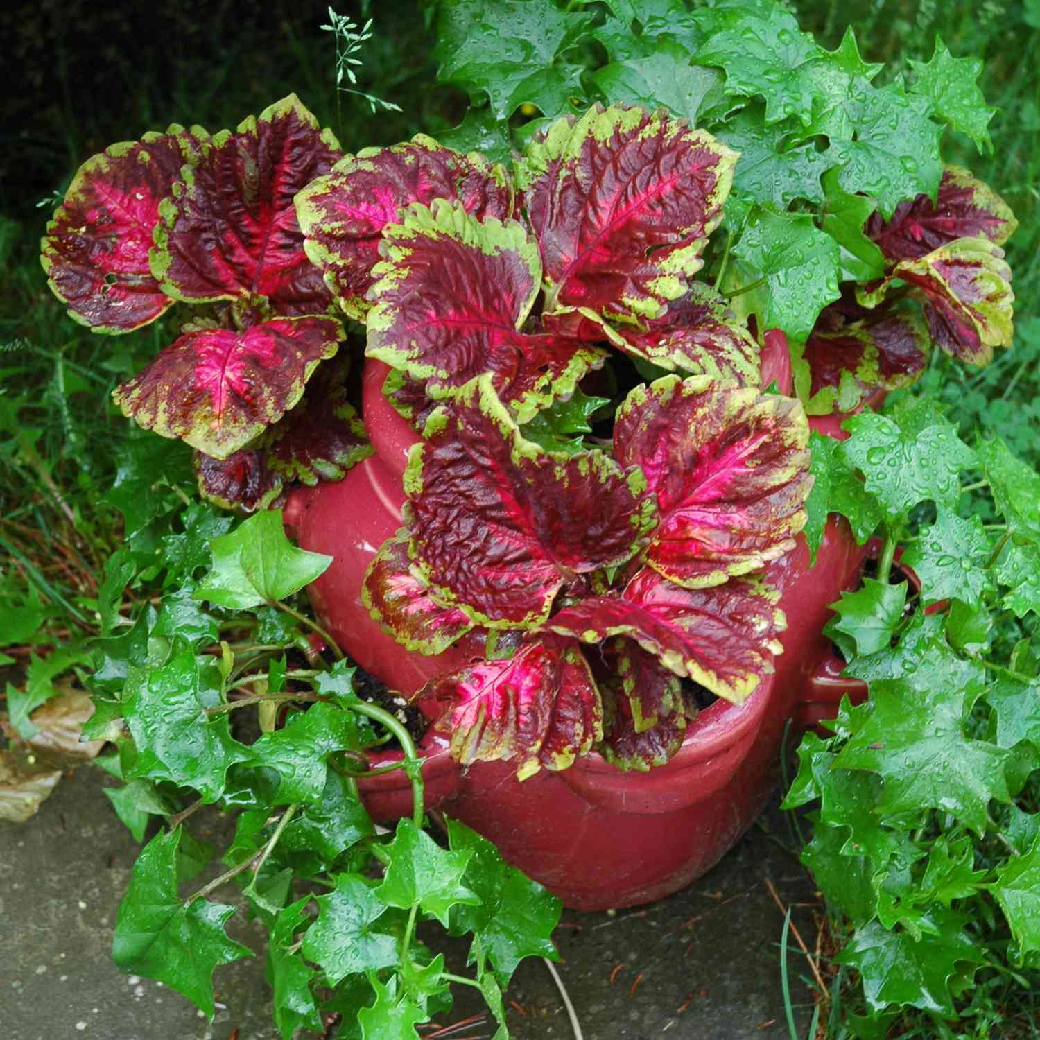 Coleus und Efeu in einem Erdbeertopf