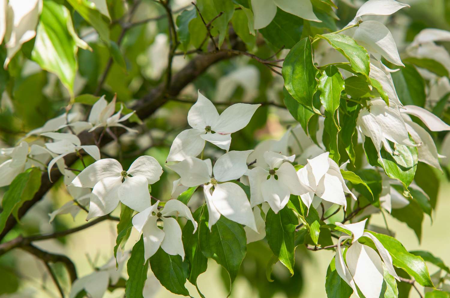 Zweige des Hartriegels Kousa eurostar mit weißen Blüten im partiellen Sonnenlicht