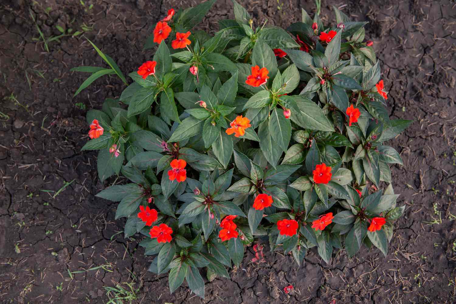 SunPatiens-Strauch von oben mit leuchtend roten und orangefarbenen Blüten, umgeben von einem Blätterbüschel