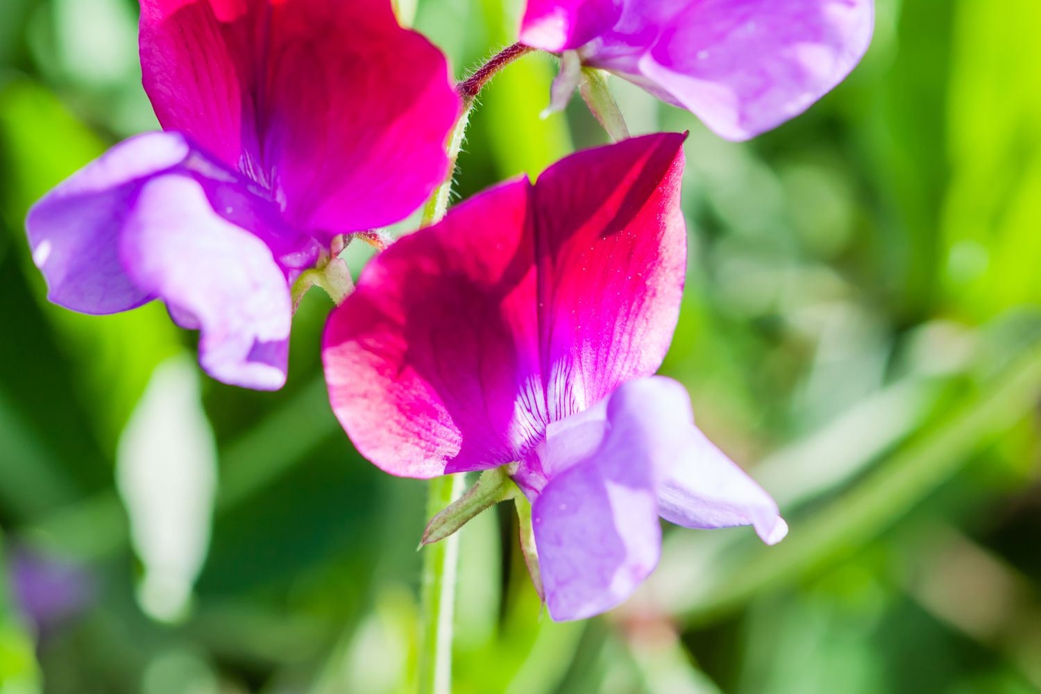 Nahaufnahme einer Erbsenblüte