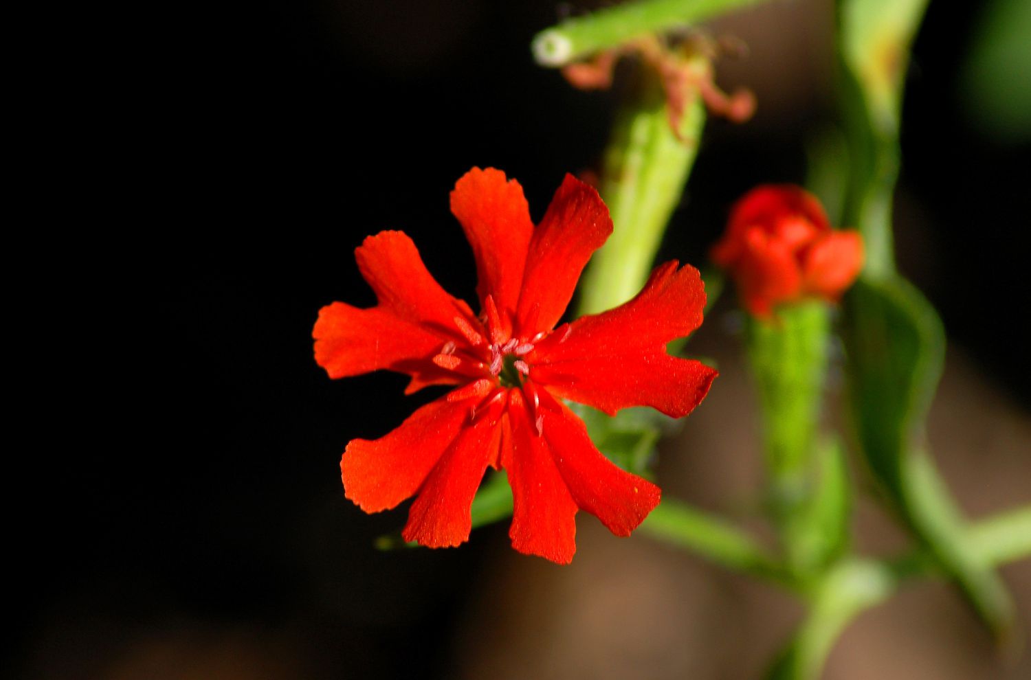 Malteserkreuzblume.