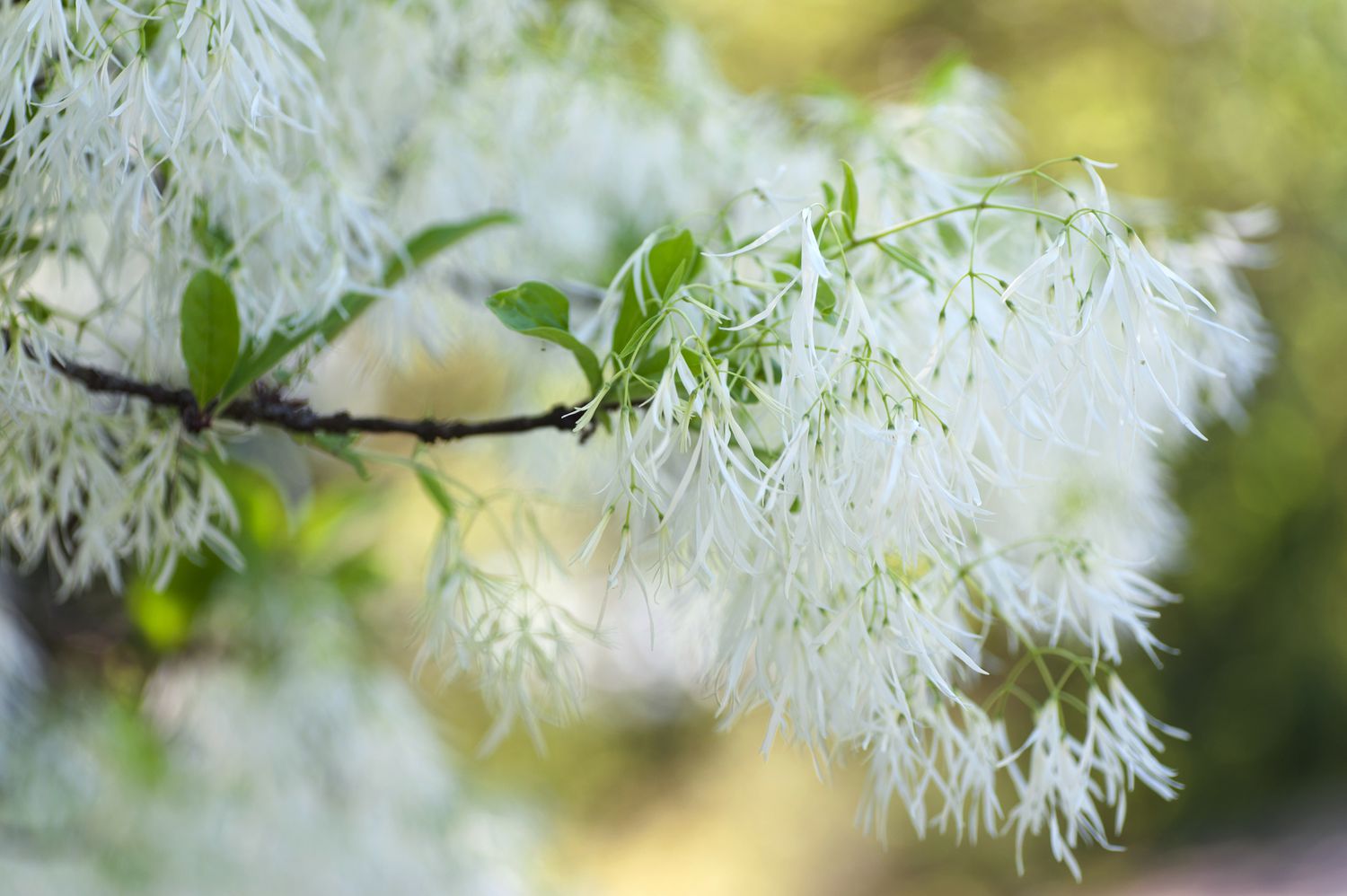 Árbol de flecos con flores plumosas blancas y hojas en el borde de la rama