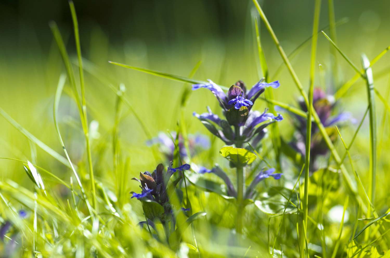 Bugleweed (Ajuga reptans) breitet sich auf einer Rasenfläche aus.