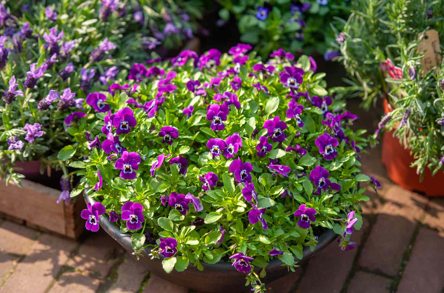 Violette Blüten mit kleinen grünen Blättern wachsen im Container
