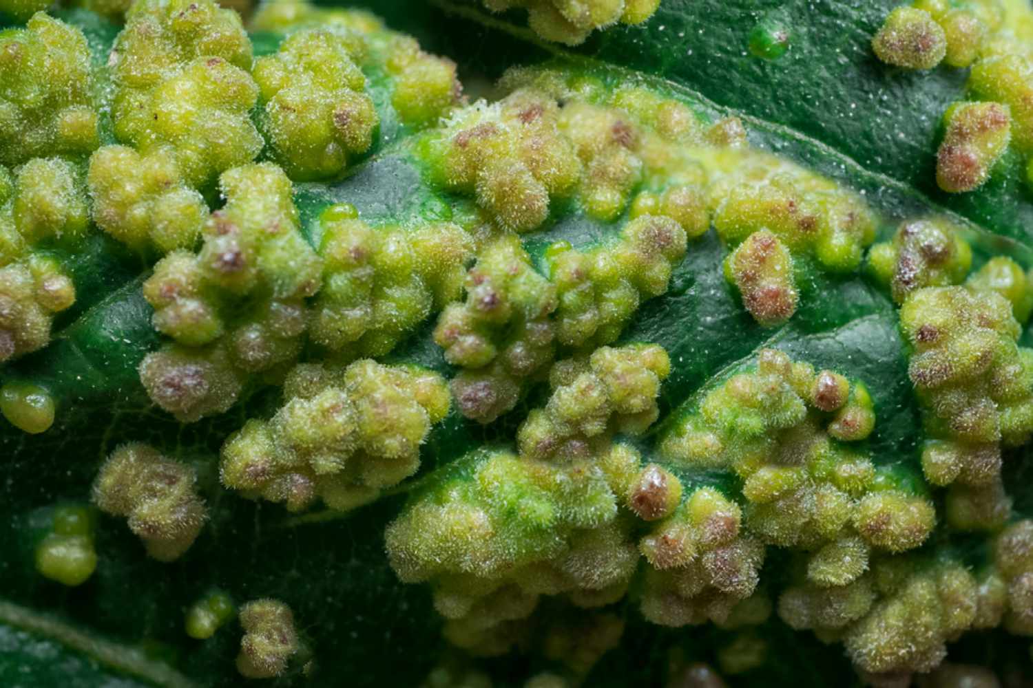 closeup of leaf galls