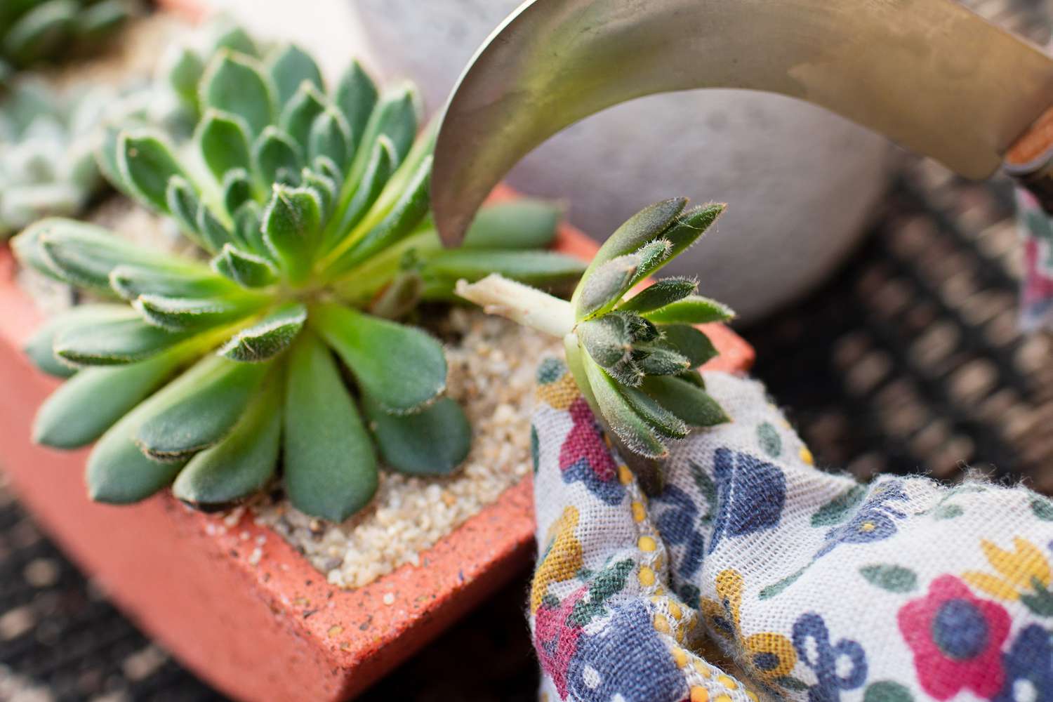 Mexican firecracker succulent with small offshoot cut off closeup