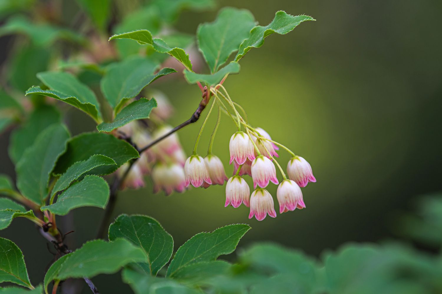 Red vein enkianthus shrub branch with small white bell-shaped flowers with pink veins and tips closeup