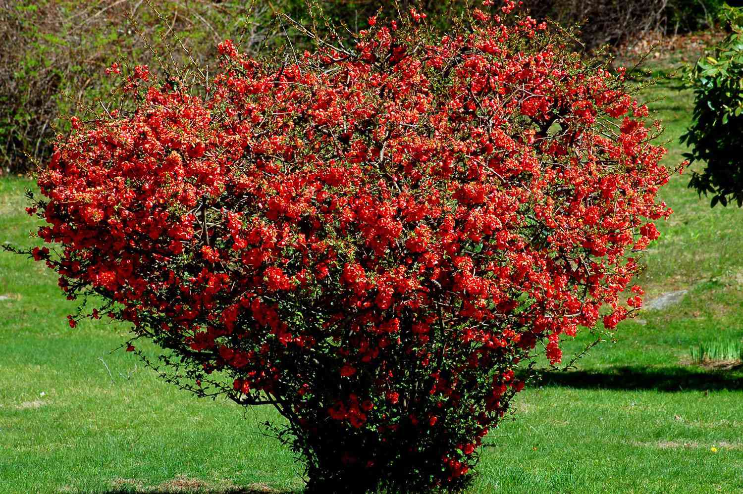 arbuste de coing à fleurs rouges